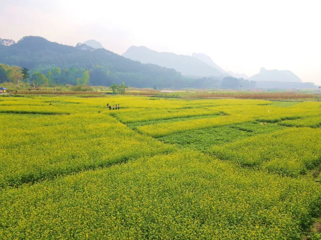 暖冬限定!南宁上林油菜花海绽放,元旦打卡正当时