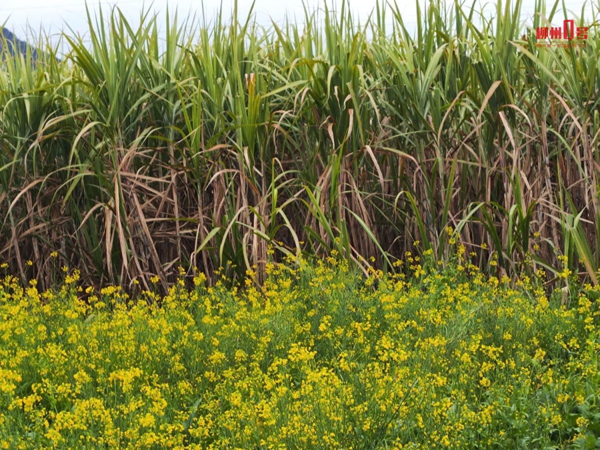 柳州新年“黄金叶、幸福花”上线啦快来打卡→(图5)