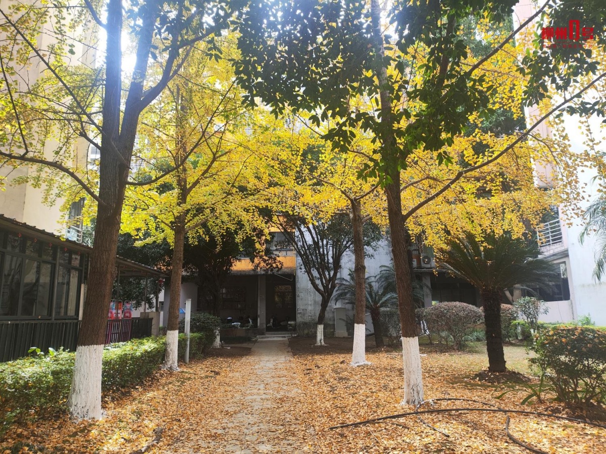 柳州新年“黄金叶、幸福花”上线啦快来打卡→(图1)