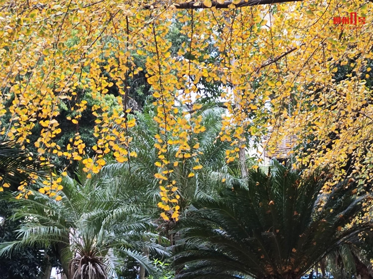柳州新年“黄金叶、幸福花”上线啦快来打卡→(图2)