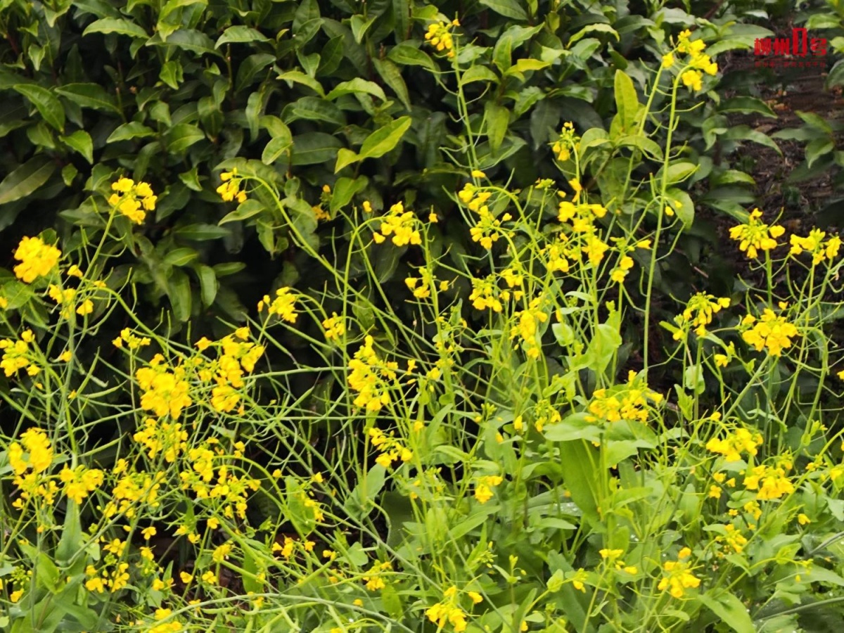 柳州新年“黄金叶、幸福花”上线啦快来打卡→(图4)