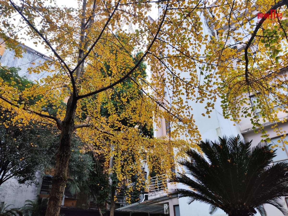 柳州新年“黄金叶、幸福花”上线啦快来打卡→(图3)