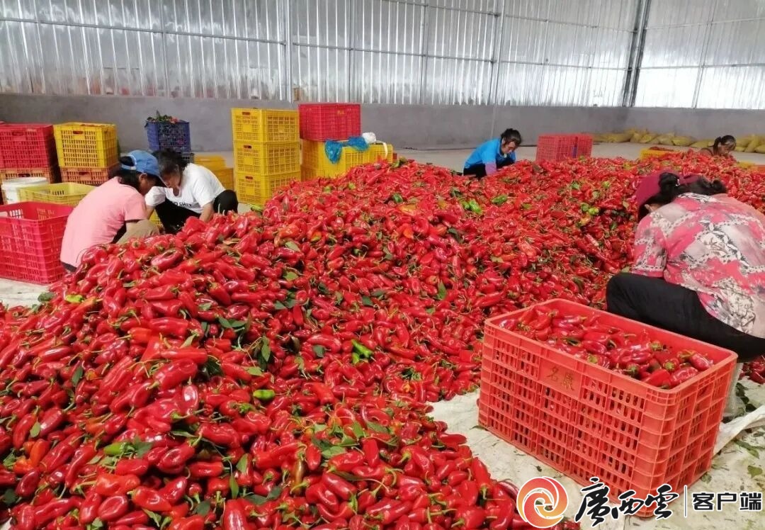 游客60万人次+1200万元旅游收入!象州罗秀镇农文旅融合全域出彩(图4)