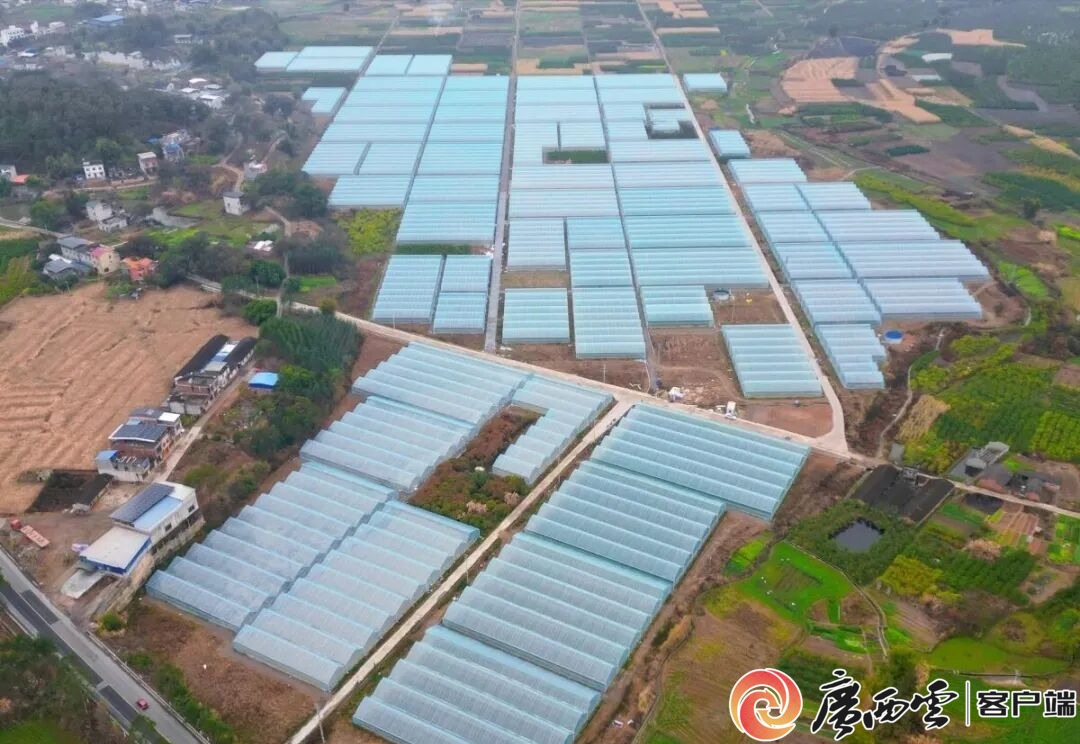 游客60万人次+1200万元旅游收入!象州罗秀镇农文旅融合全域出彩(图2)