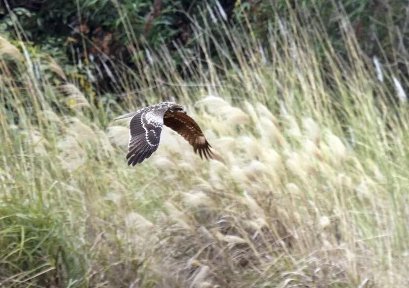 三类珍稀鸟类在桂林青狮潭“齐亮相”(图3)