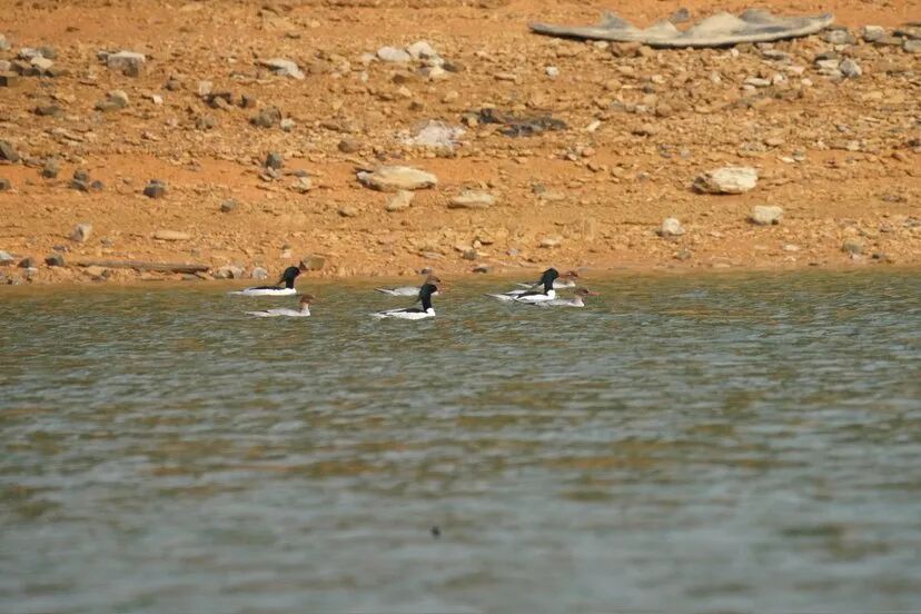 三类珍稀鸟类在桂林青狮潭“齐亮相”(图2)