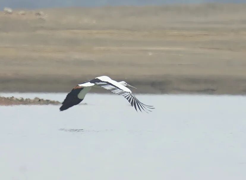 三类珍稀鸟类在桂林青狮潭“齐亮相”(图1)