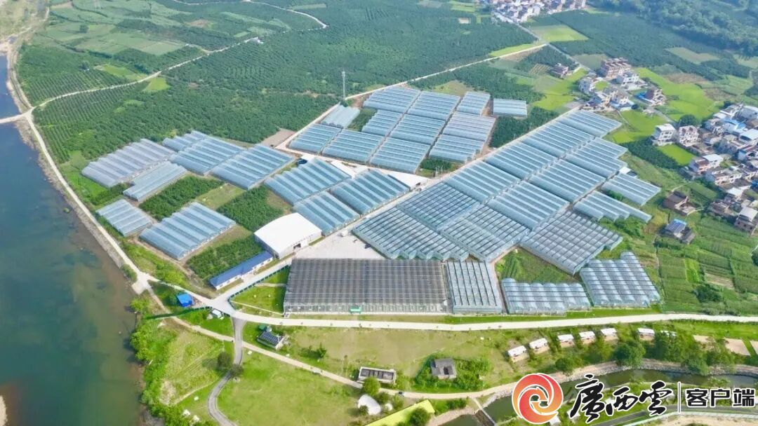 游客60万人次+1200万元旅游收入!象州罗秀镇农文旅融合全域出彩(图6)