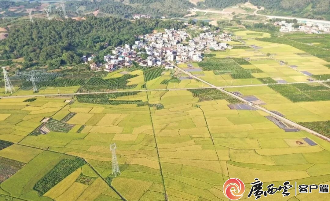 游客60万人次+1200万元旅游收入!象州罗秀镇农文旅融合全域出彩(图3)