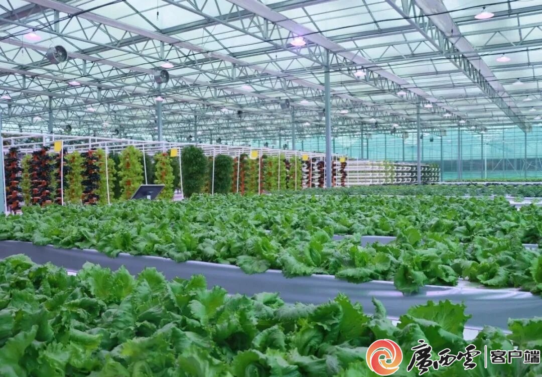 游客60万人次+1200万元旅游收入!象州罗秀镇农文旅融合全域出彩(图7)