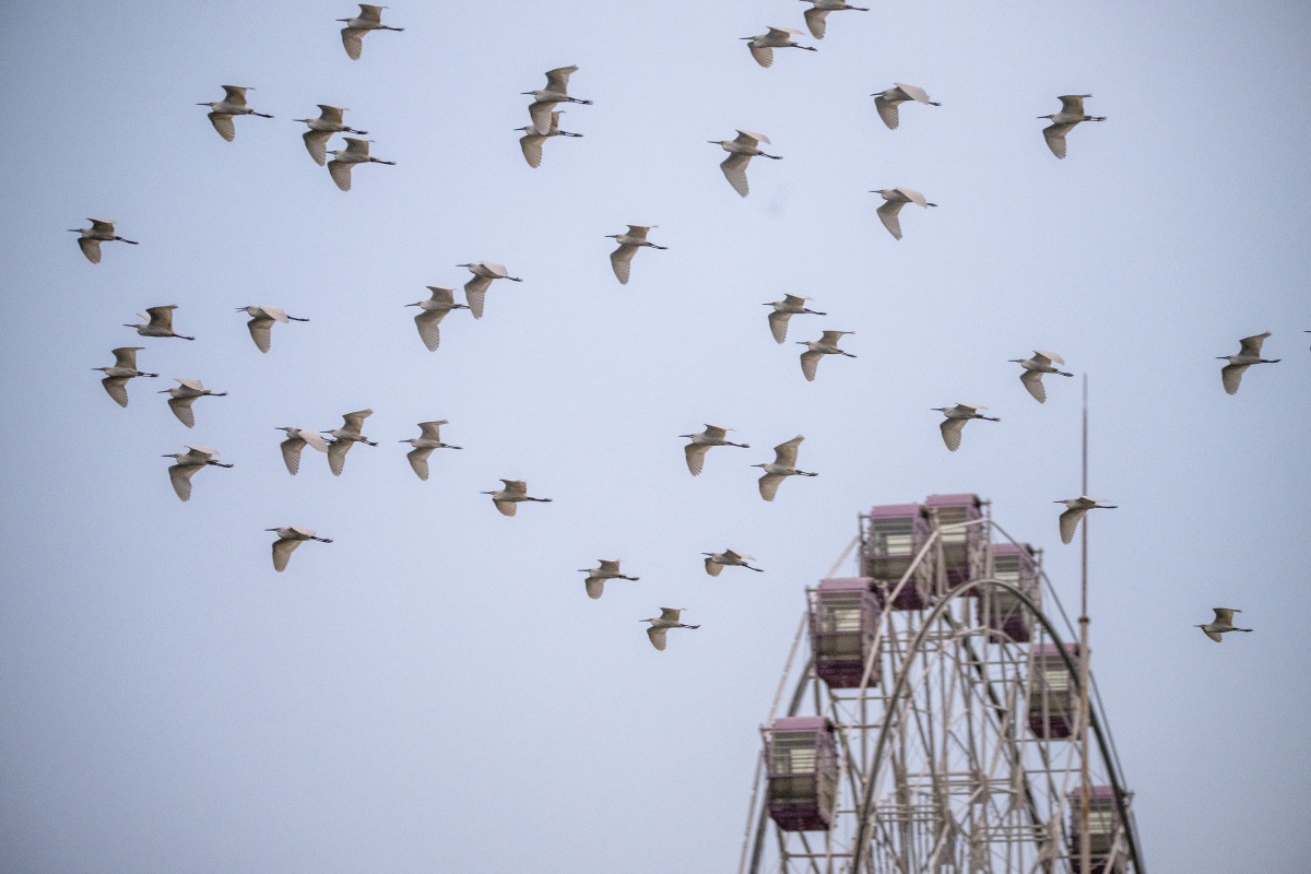 Egret Wanting Rose Lake to See the Ecological Beauty of Wuzhou in Small Cold Time