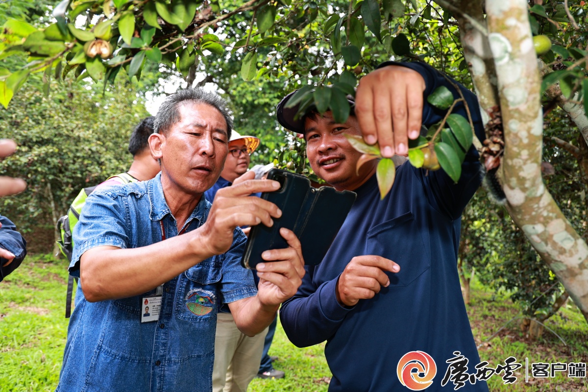 东盟场景录｜“油茶守护者”半岛体育- 半岛体育官方网站- APP下载 惠及中越泰