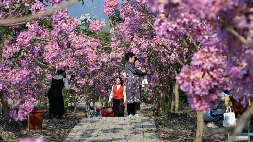 粉了!粉了!百色這片花海進入最佳觀賞期