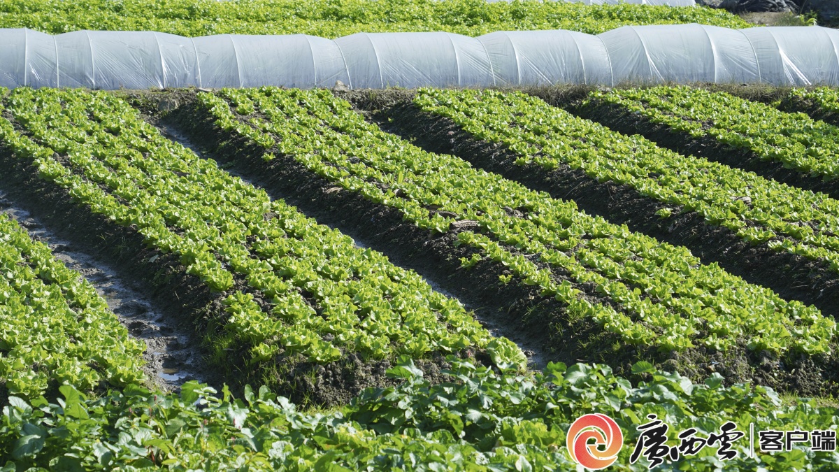 �޳Ƕ������������԰�ӡ�