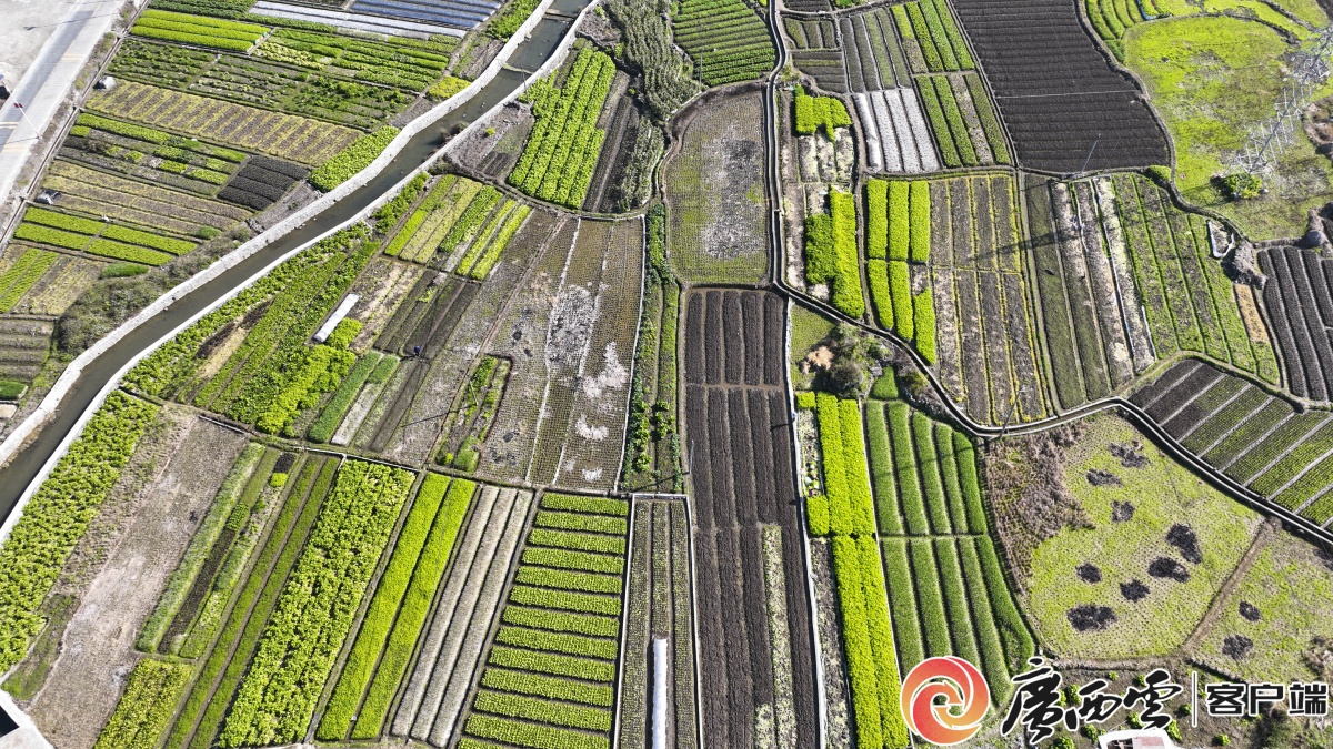 �޳Ƕ������������԰�ӡ�