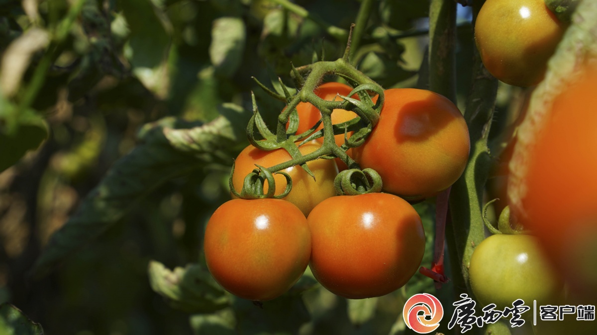 �޳Ƕ������������԰�ӡ�