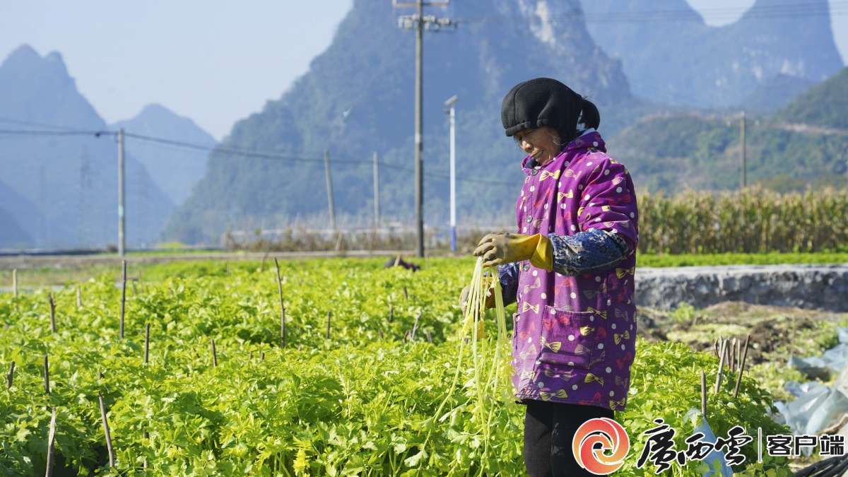 �޳Ƕ������������԰�ӡ�