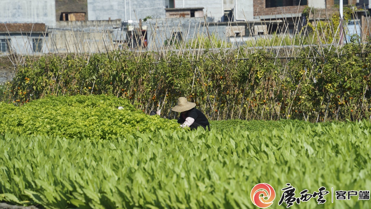 �޳Ƕ������������԰�ӡ�