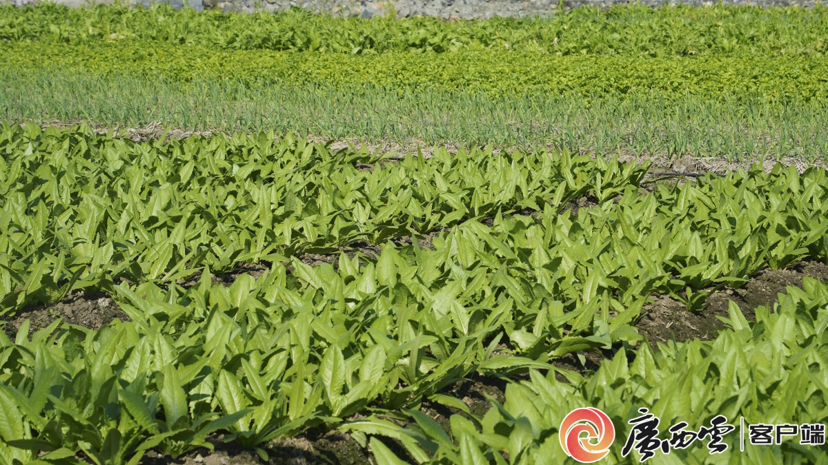 �޳Ƕ������������԰�ӡ�