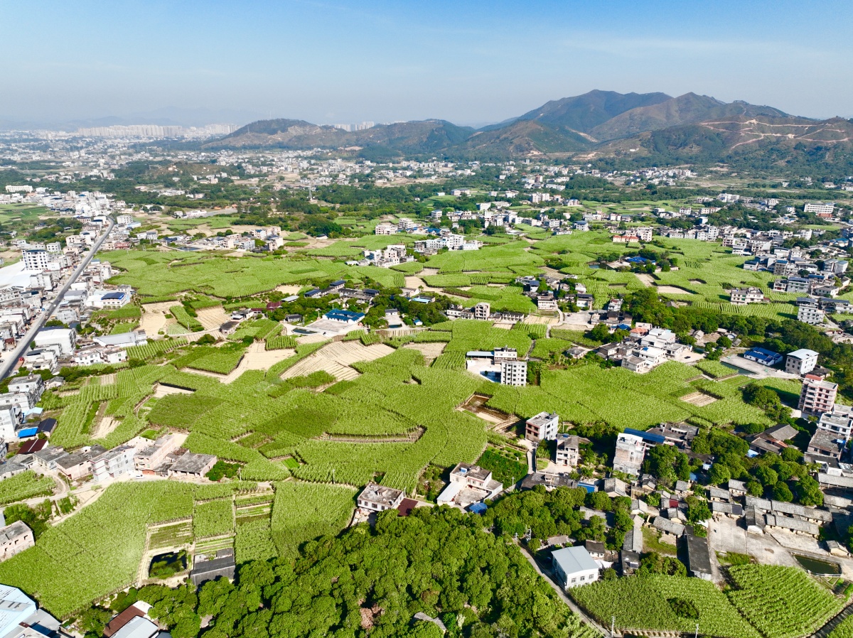 玉林博白县：“十四五”期间，农业经济稳定增长