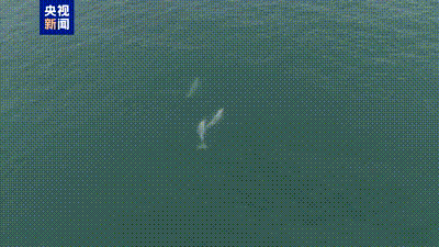 十余头中华白海豚现身广西三娘湾 嬉戏游弋宛若“海洋精灵”