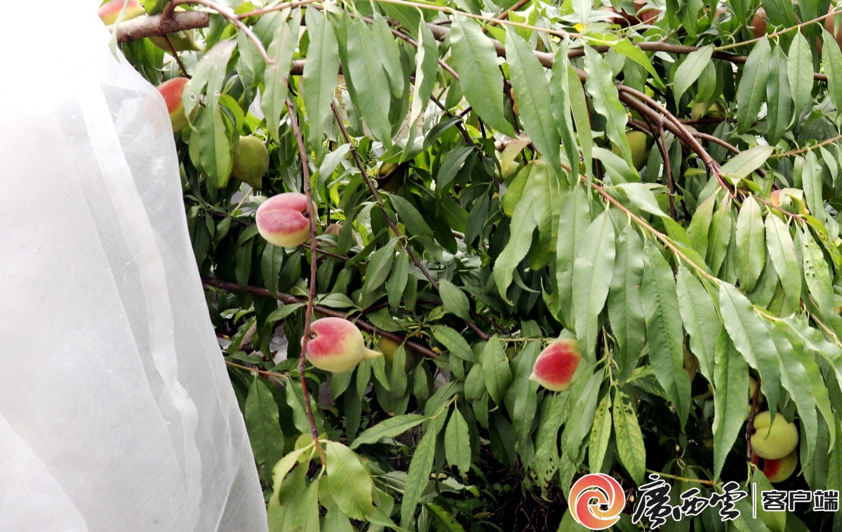 农产品“持证”出圈！贺州3个特产入选全国名特优新(图5)