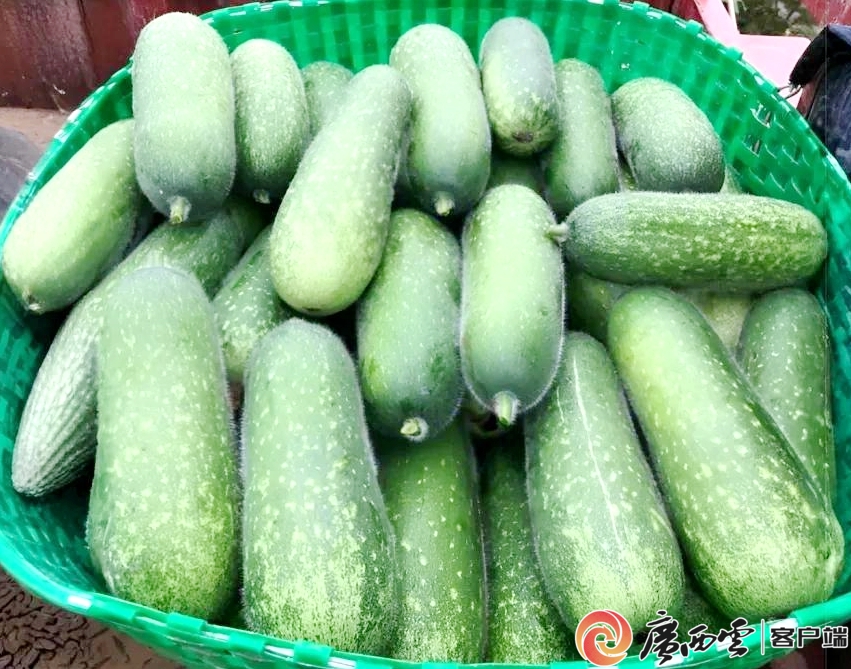 农产品“持证”出圈！贺州3个特产入选全国名特优新(图2)