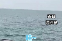 2026������ϲ��������������޵��ĵ���ͷ����ʳ