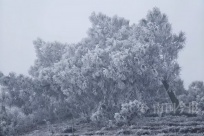 ����������ѩ�ˣ����������Ԥ���ź��뷢��