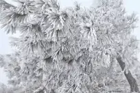 ������˵����������ѩ������ר�һ�Ӧ�ˡ�