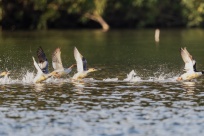 ����ͬ�����֡���һ�������ڹ������彭����Լ��