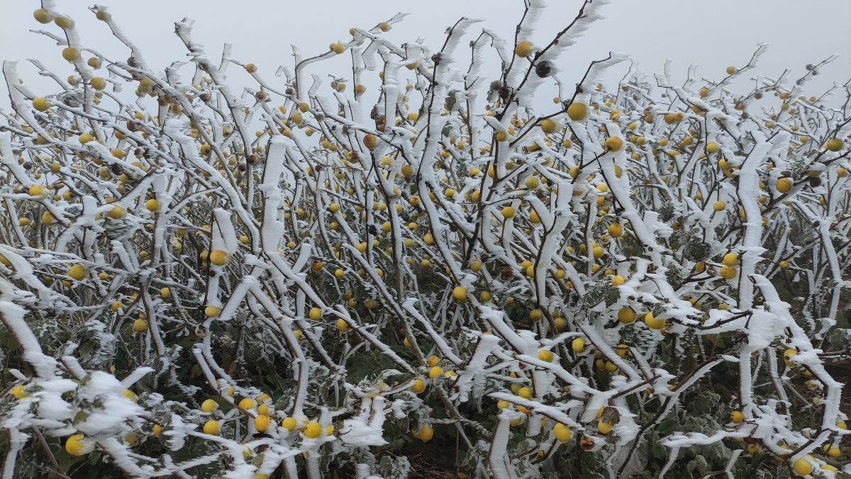不只大明山有雾松，百色这里的雾凇也超美！