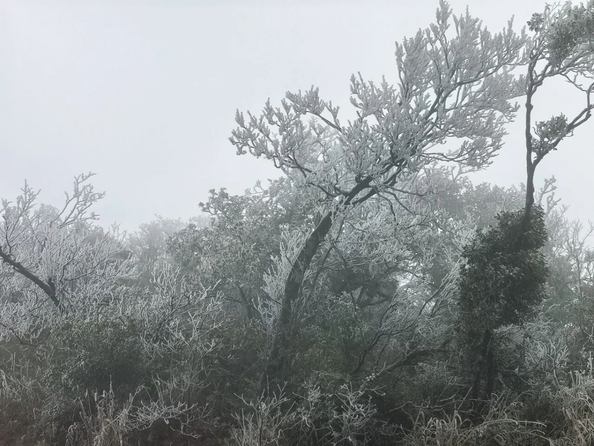 大明山雾凇上线！广西气温暴跌至零下8.8℃，南宁气温创今冬新低！