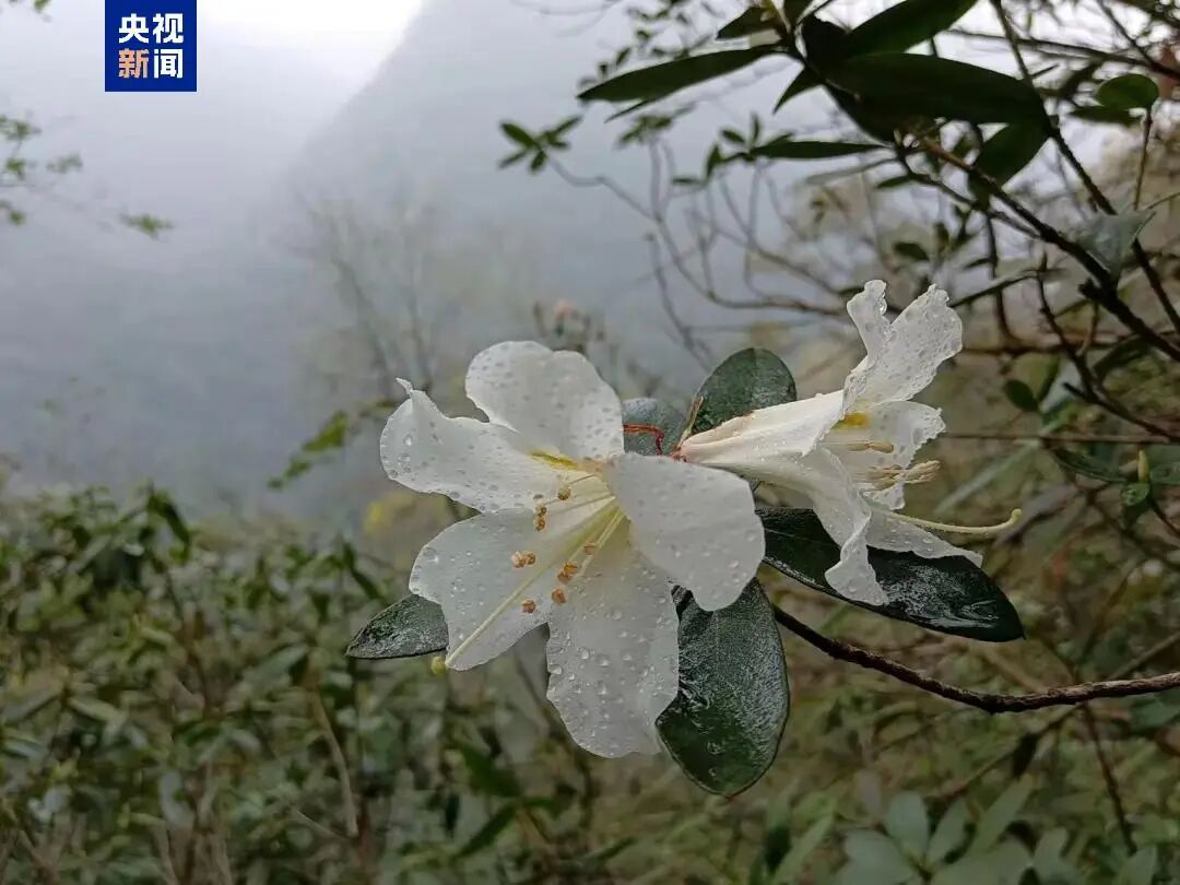 濒危!广西环江发现新物种!全球不足250株→