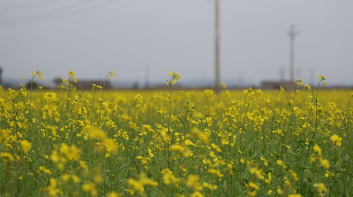 ��������Ũ�����˰�Ķ�Ͳ˻�ӭ����ѹ�����