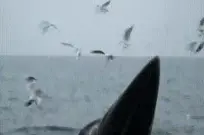 �����岼�Ͼ�Ⱥ�����߷弾 ���㺣��̽�ã�