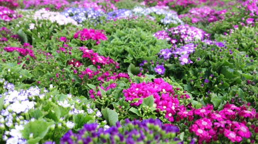 ��ƽ���������܈@ˇһ�l��