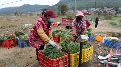 �´��߻��ӣ���С�²ˡ��N������a(ch��n)�I(y��)�����h(hu��n)�����̻ĵ�׃���¸���