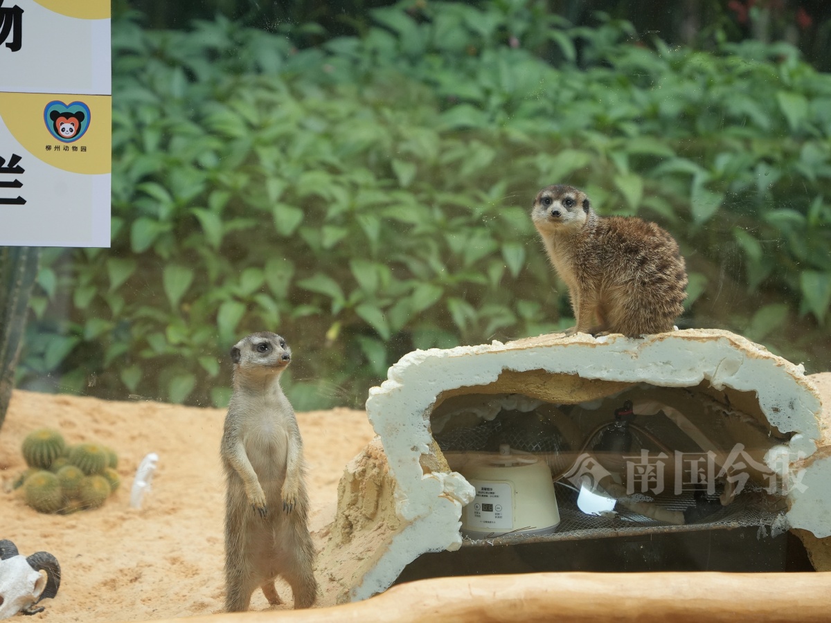 首度亮相！柳州动物园来了两个“新成员”，它们还有专属的温馨小家