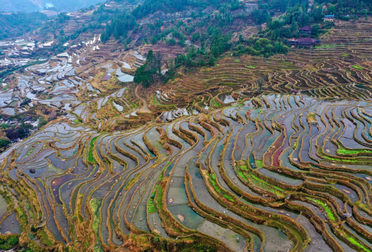 大美中国·壮美广西0208丨梯田泼墨 花海迎春