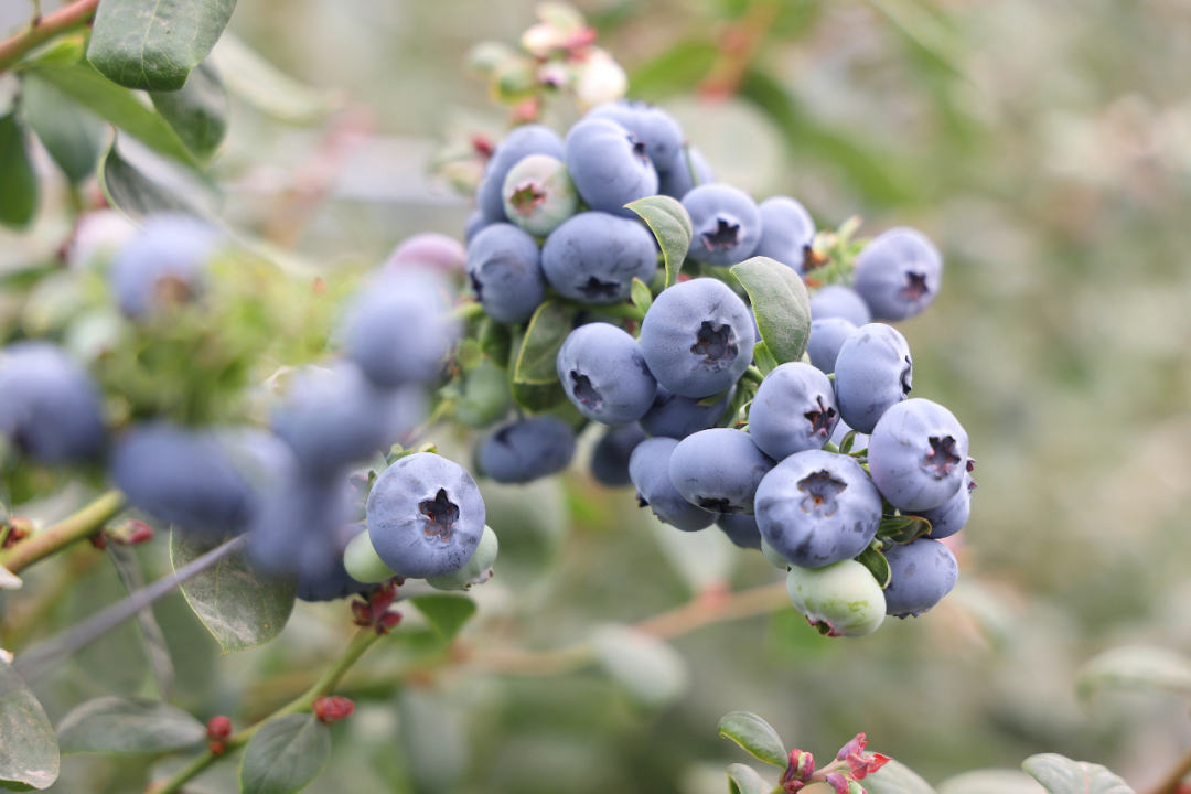 广西最大！钦州千亩蓝莓基地喜迎首收