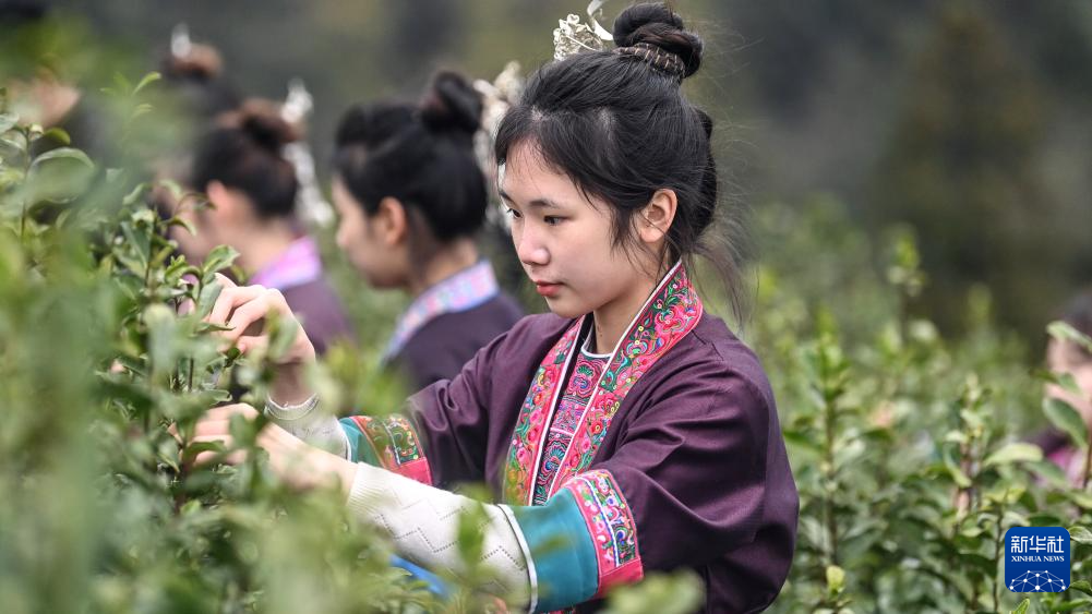 三江：立春过后抢采早春茶