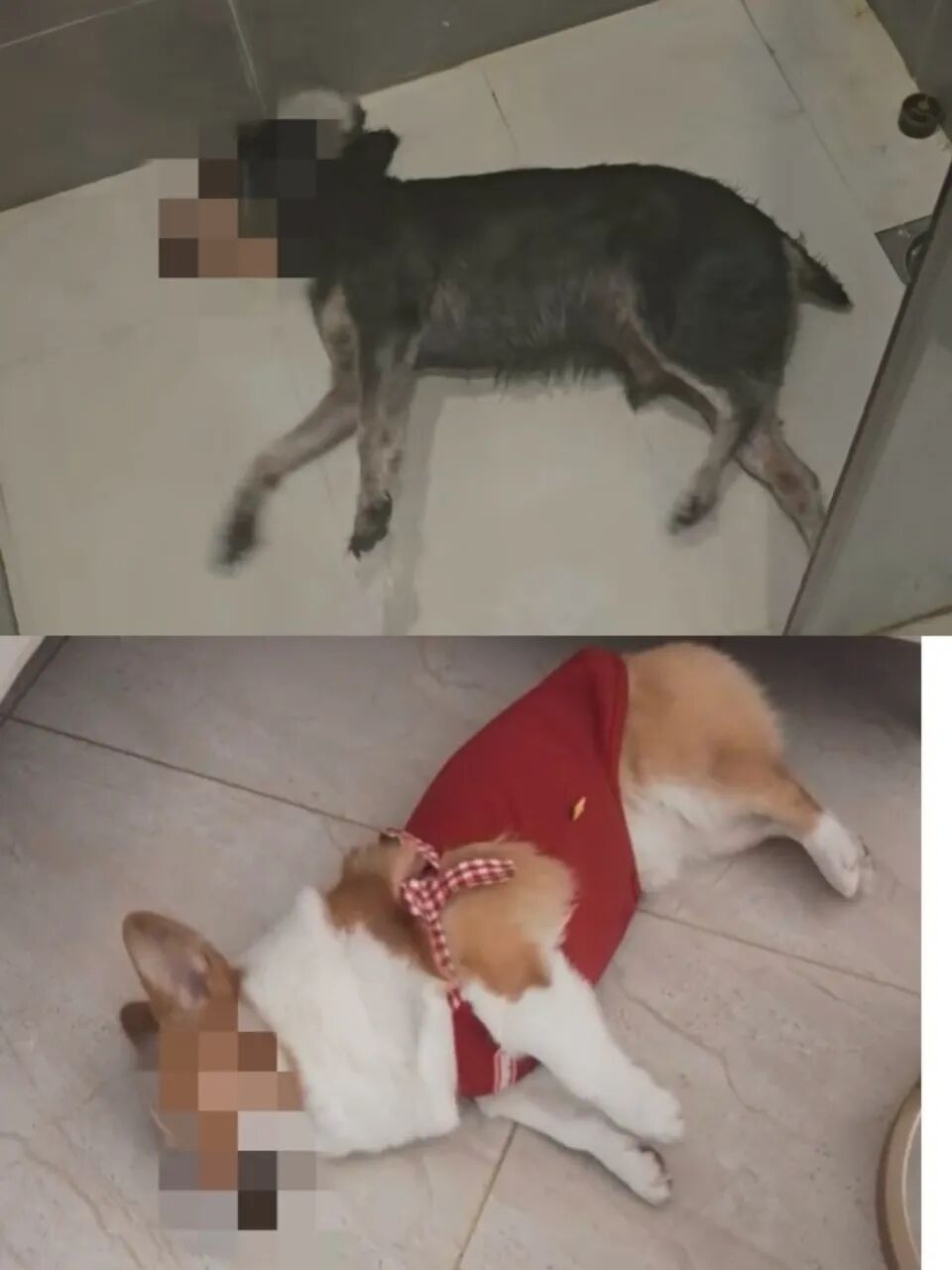 广州59岁男子投放鼠药毒死多只宠物狗，获刑一年十个月！