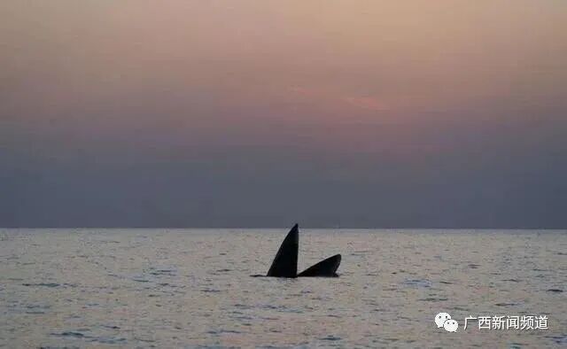 守护布氏鲸让“鲸”喜常在(图4)