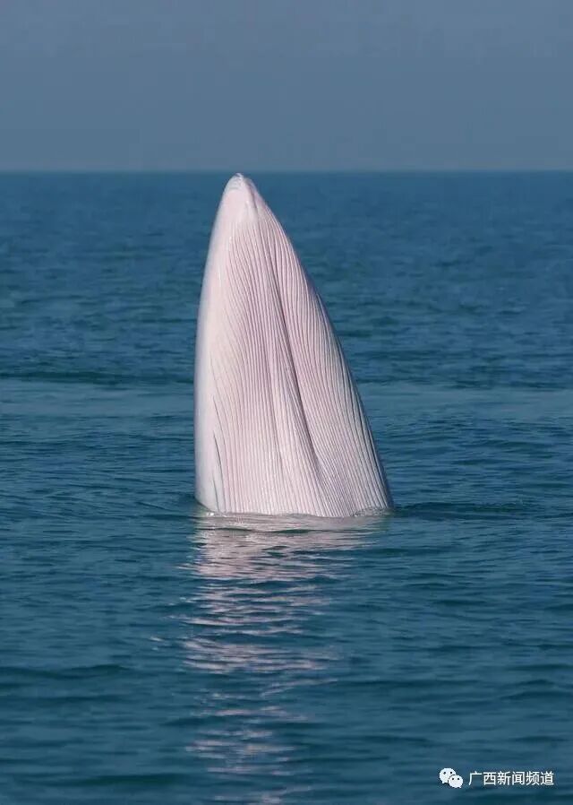 守护布氏鲸让“鲸”喜常在(图2)