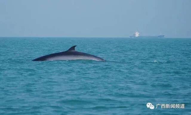 守护布氏鲸让“鲸”喜常在