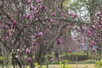 400����������ʢ�ţ�������������һ������������������С��԰