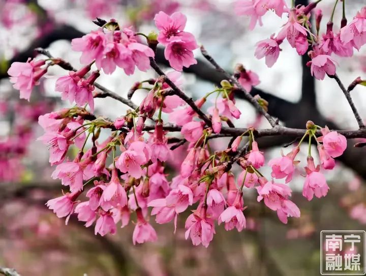 石门公园的樱花迎春绽放 市民游客赴“春光之约”