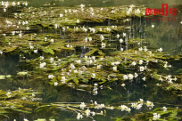 ��ѧ����������һ�����Ὺ���ĺӡ��������������