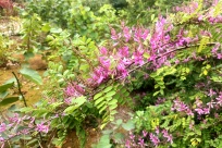 �۵��ִ�������԰�ֿƼ�԰��ԲҶľ��ʢ��